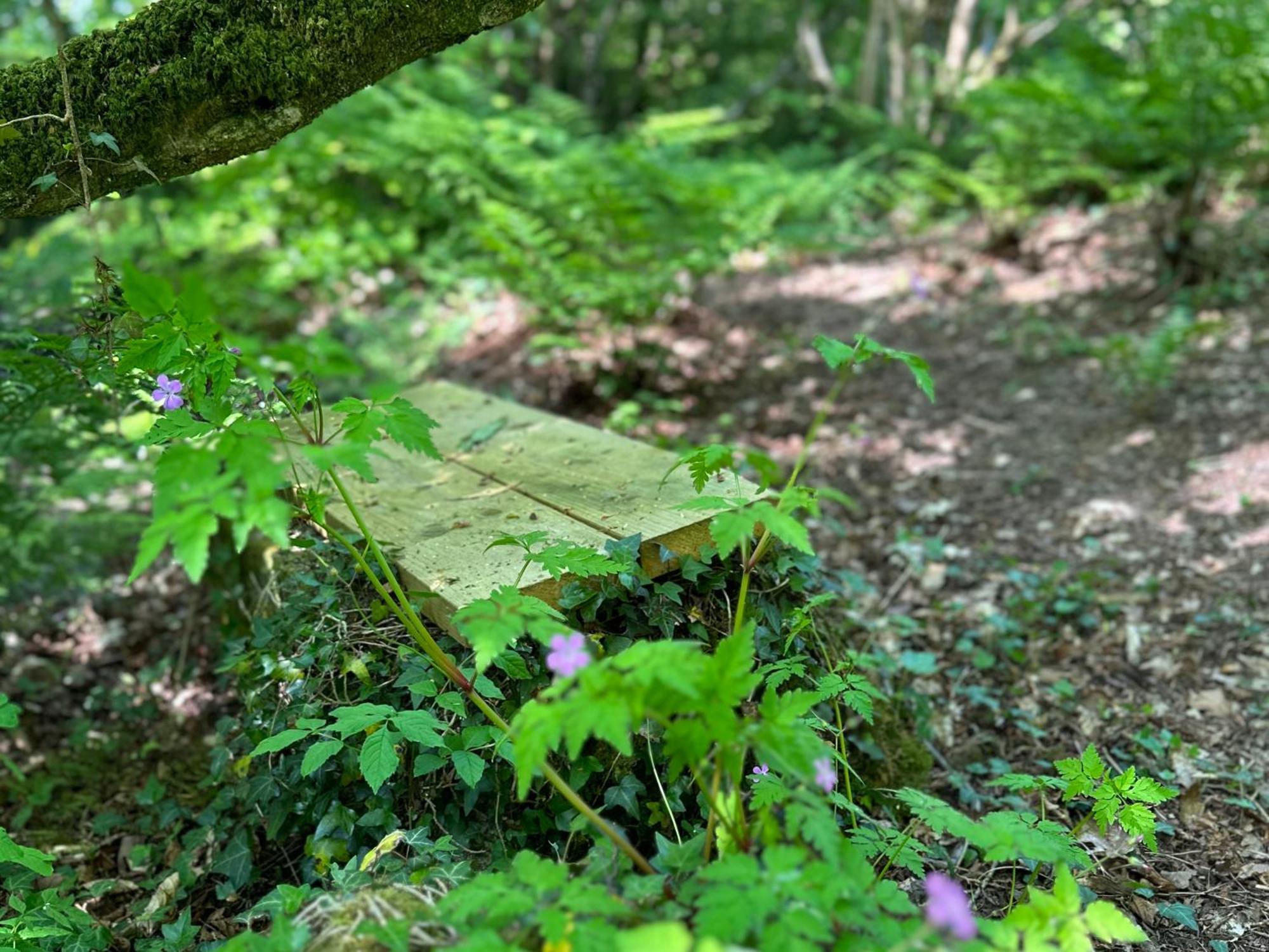 Bedwen Villa Llanarth  Eksteriør bilde