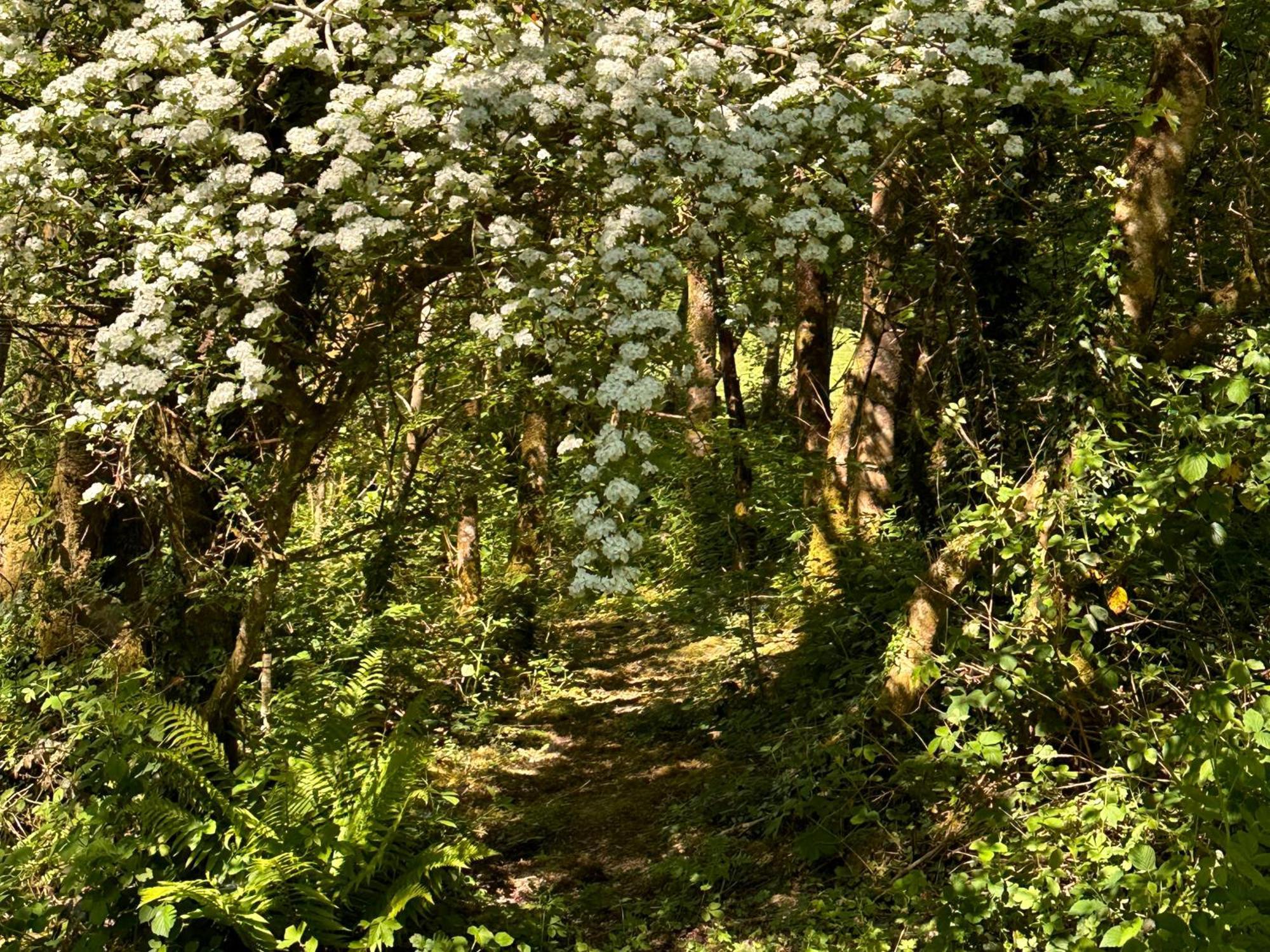 Bedwen Villa Llanarth  Eksteriør bilde